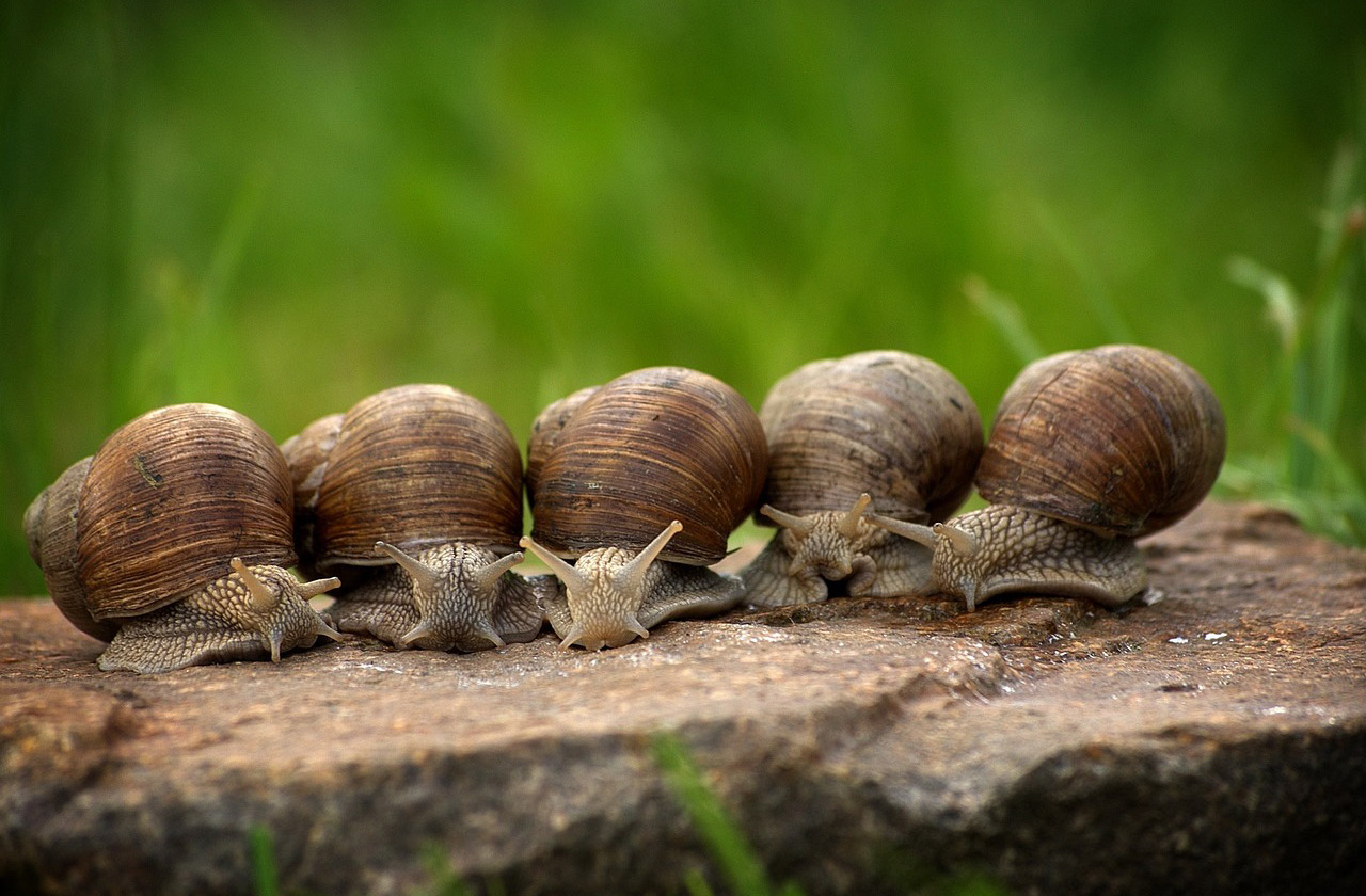 Snails in a row